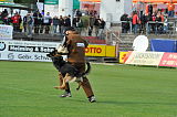 Brisko vom Schiefergrund