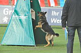 Brisko vom Schiefergrund