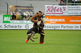 Jago vom Haus Sevens