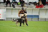 Jago vom Haus Sevens
