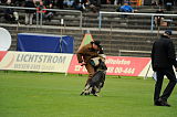 Jago vom Haus Sevens