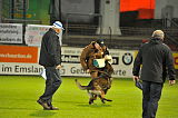 Wotan vom Haus Pixner