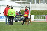 Bak Malinois of Sprajc