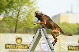 Bak Malinois of Sprajc