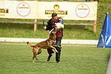 Daneskjold Zouave