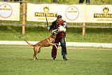 Daneskjold Zouave