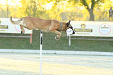 Quo Vadis Canis Bebeto