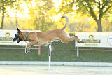 Quo Vadis Canis Bebeto