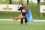 Quo Vadis Canis Bebeto