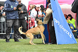Quo Vadis Canis Bebeto