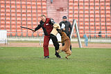 Axel Marshall Dogs