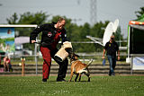 Abby belgischer Wolf von Malihattan