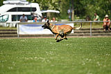 Abby belgischer Wolf von Malihattan