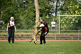 Abby belgischer Wolf von Malihattan