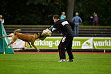 Quo Vadis Canis Bebeto