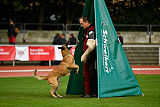 Quo Vadis Canis Bebeto