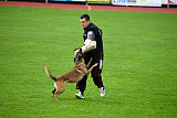 Aramis Red Devils Dog