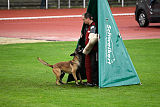 Aramis Red Devils Dog