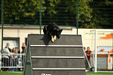 Asti vom Hunde-Hager