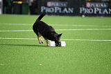 Asti vom Hunde-Hager