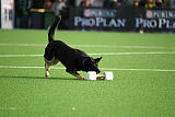 Asti vom Hunde-Hager