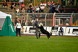 Pancho vom Marksbachtal
