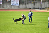 Bandit vom Lengener-Meer