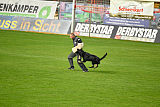 Bandit vom Lengener-Meer