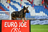 Estrellest Dragon Darka
