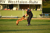 Ashanti von den goldenen Wölfen