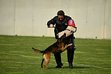 Bak Malinois of Sprajc