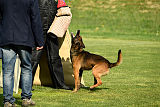 Bak Malinois of Sprajc