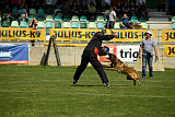 Al Campo Graf Czech