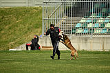 Al Campo Graf Czech