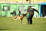 Parendo Vinces Captain Koons