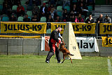 working-dog Bradana