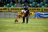 working-dog Bradana