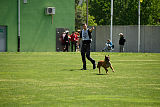 working-dog Bradana