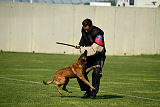 Dragon Veranis K-9 Dog Center
