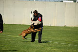 Dragon Veranis K-9 Dog Center