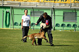 Falco Marshall Dogs