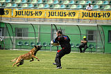 Aramis Red Devils Dog