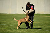As'Thor Force Canina
