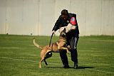 As'Thor Force Canina