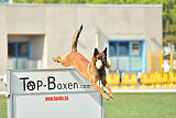 working-dog Bradana
