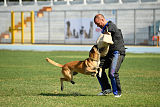 Parendo Vinces Alexander