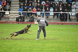 Kwaxy vom Wolfsheim