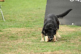 Asti vom Hundehager
