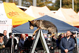 Baghira vom Wolfsstolz