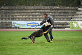 Grisu vom Wolfsdreieck